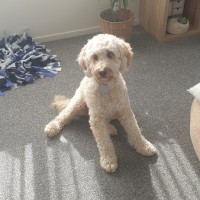 Cooper
