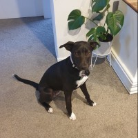 Mochi
