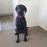 Milo