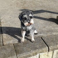 Rudi