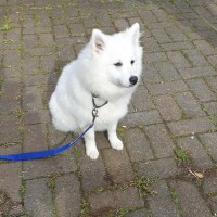 Zuko