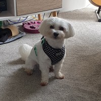 Milo