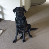 Albie