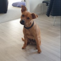 Spud