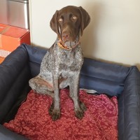 Otis