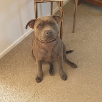 Kahu