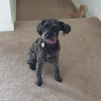 Pepper