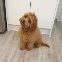 Harley