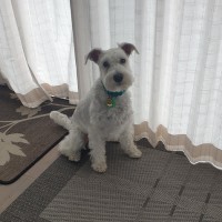 Enzo