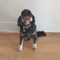 Jasper