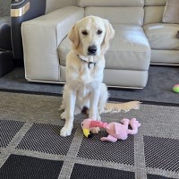 Koko