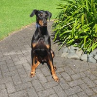 Otto