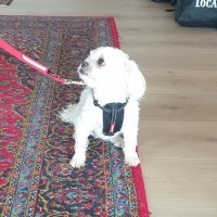 Milly