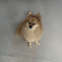 Toby