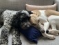 Frankie__Sylvie_Godfrey-Fitzgerald_2.jpg