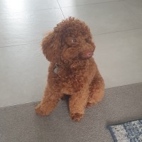 Zuko