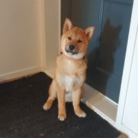Toppogi